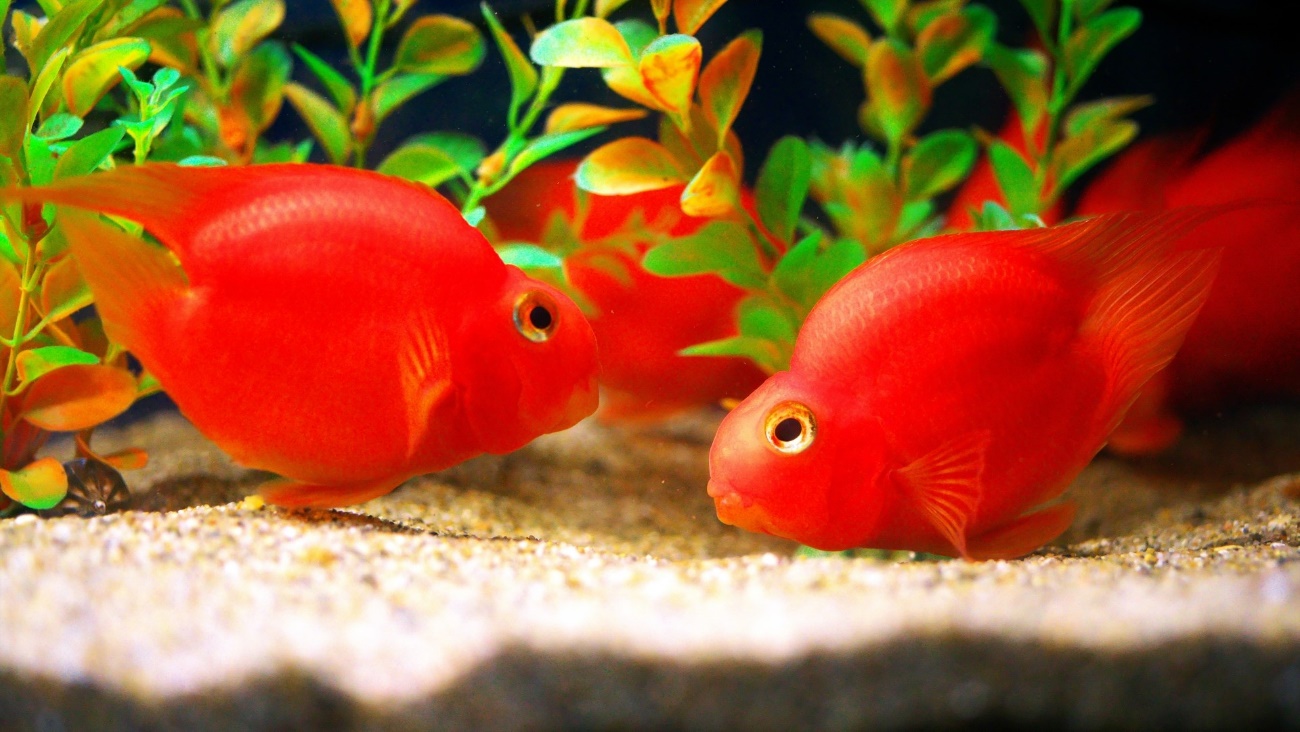 beautiful ornamental fish fed Panaferd astaxanthin