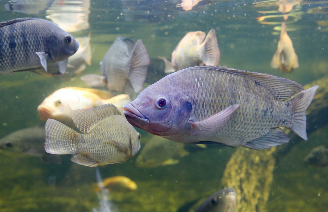 How Panaferd-AX Benefits Tilapia Immunity and Reproduction During Winter ©GOLFX